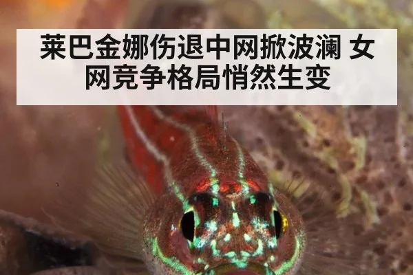 莱巴金娜伤退中网掀波澜 女网竞争格局悄然生变